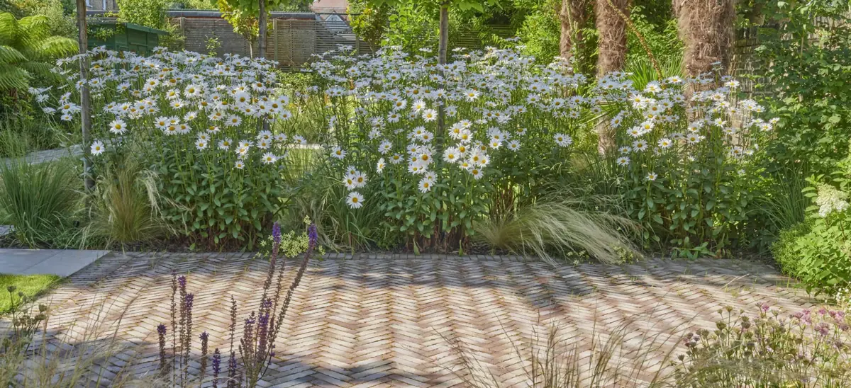 Soft white flowering plants beside patterned clay paving